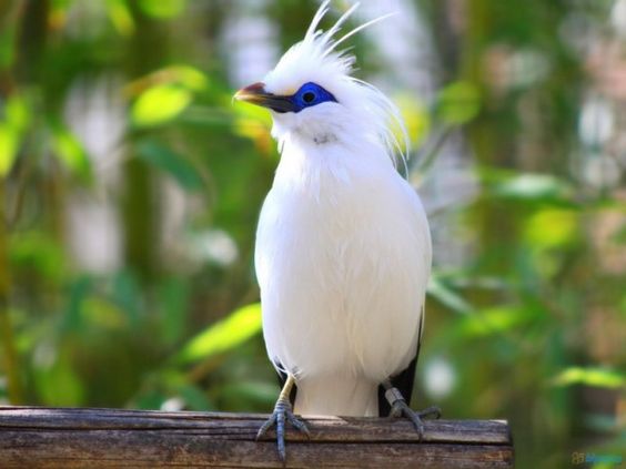 manuk-jalak-bali