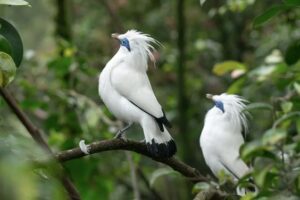 bali-burung-jalak