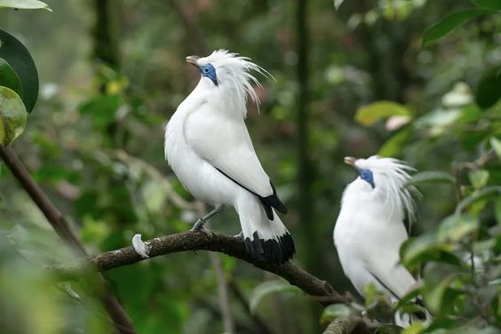 bali-burung-jalak